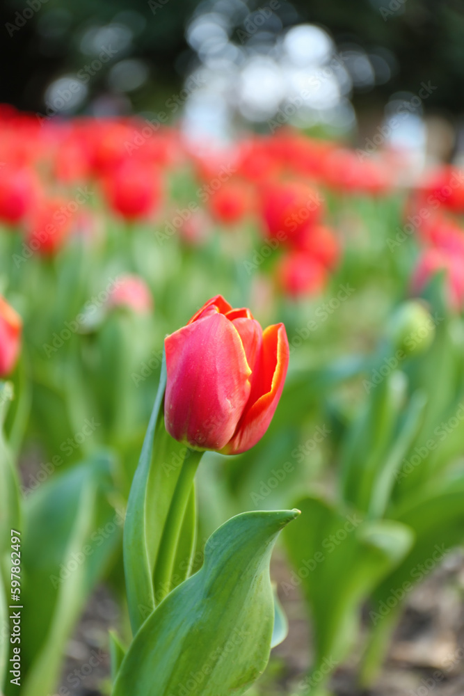 Fototapeta premium Beautiful red tulip on spring day, closeup