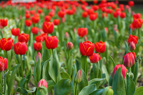 Beautiful red tulips on spring day, closeup © Pixel-Shot