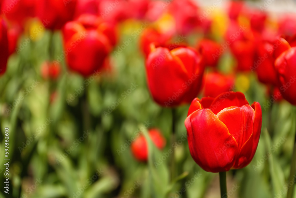 Beautiful red tulip on spring day, closeup Beautiful red tulip on spring day, closeup