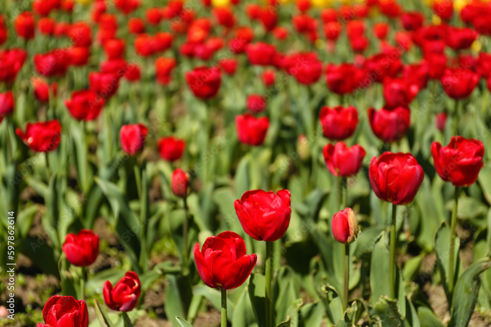 Beautiful red tulips on spring day, closeup Beautiful red tulips on spring day, closeup