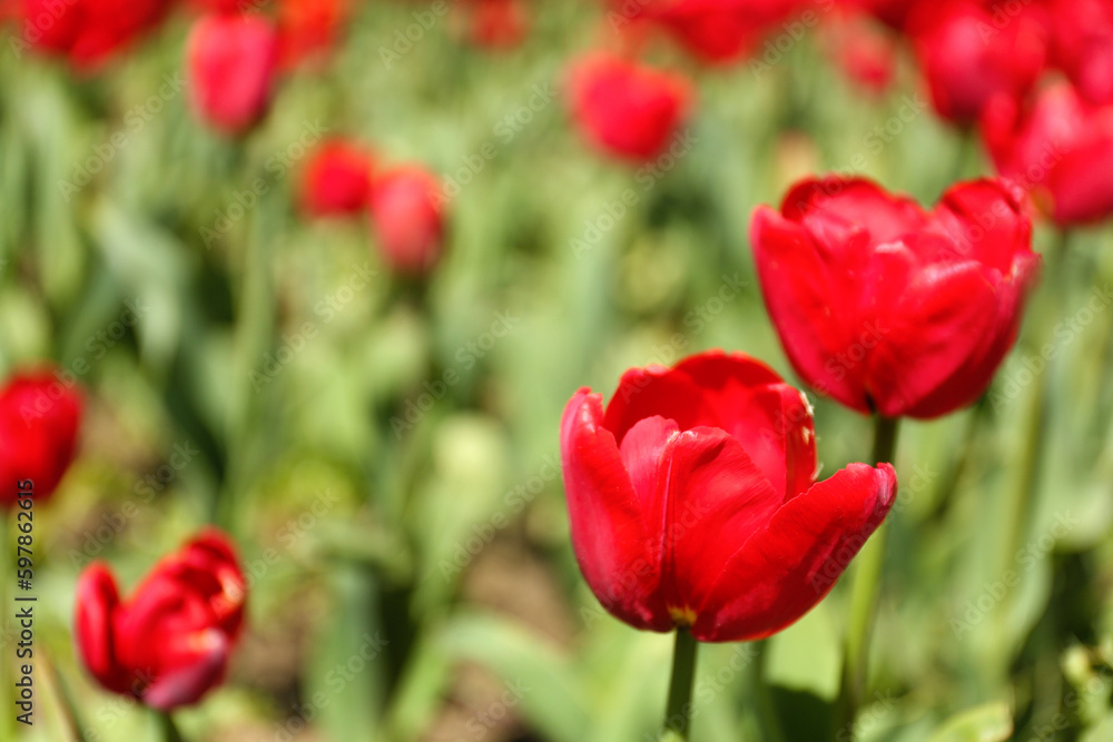 Beautiful red tulips on spring day, closeup Beautiful red tulips on spring day, closeup