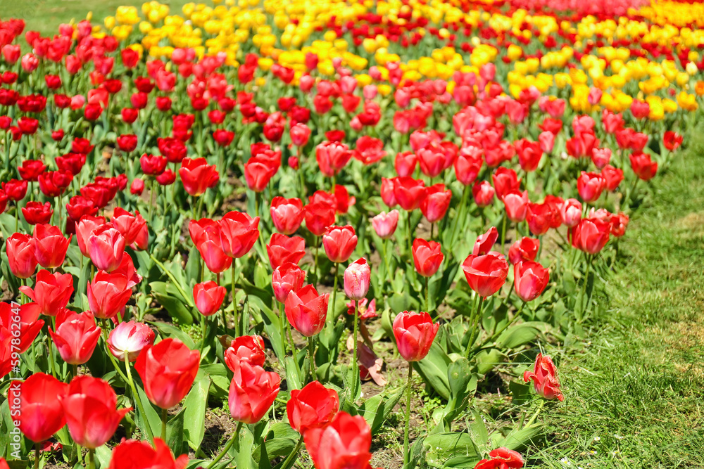 Beautiful red tulips on spring day, closeup