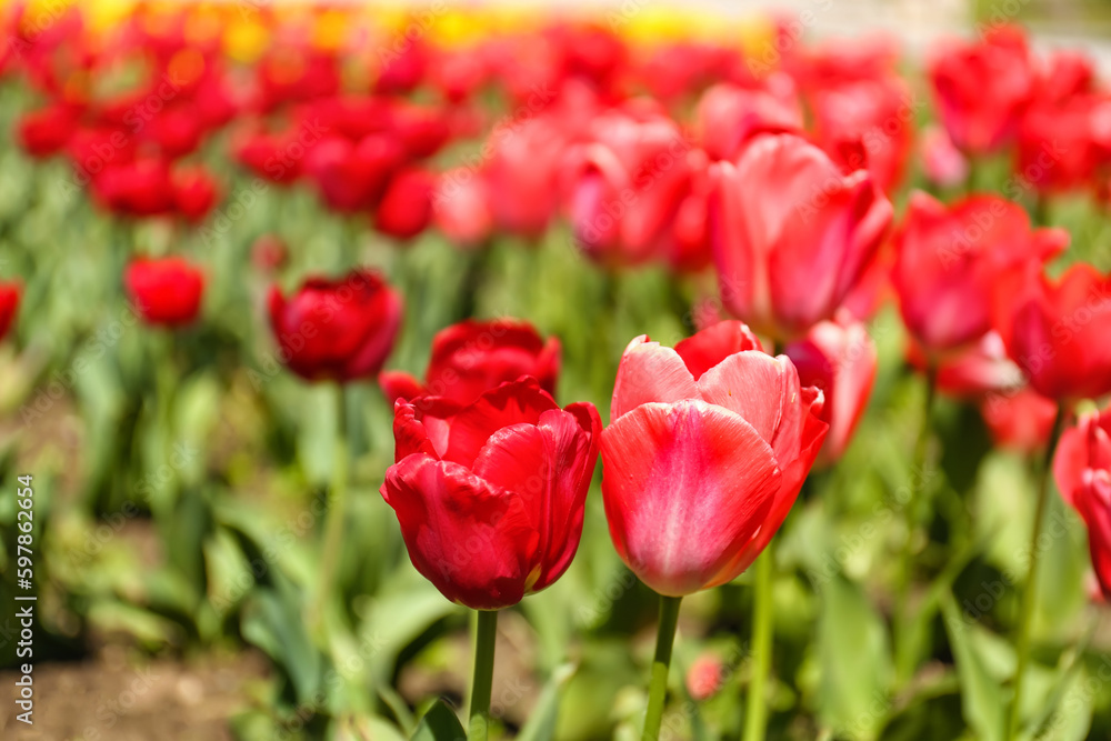Beautiful red tulips on spring day, closeup