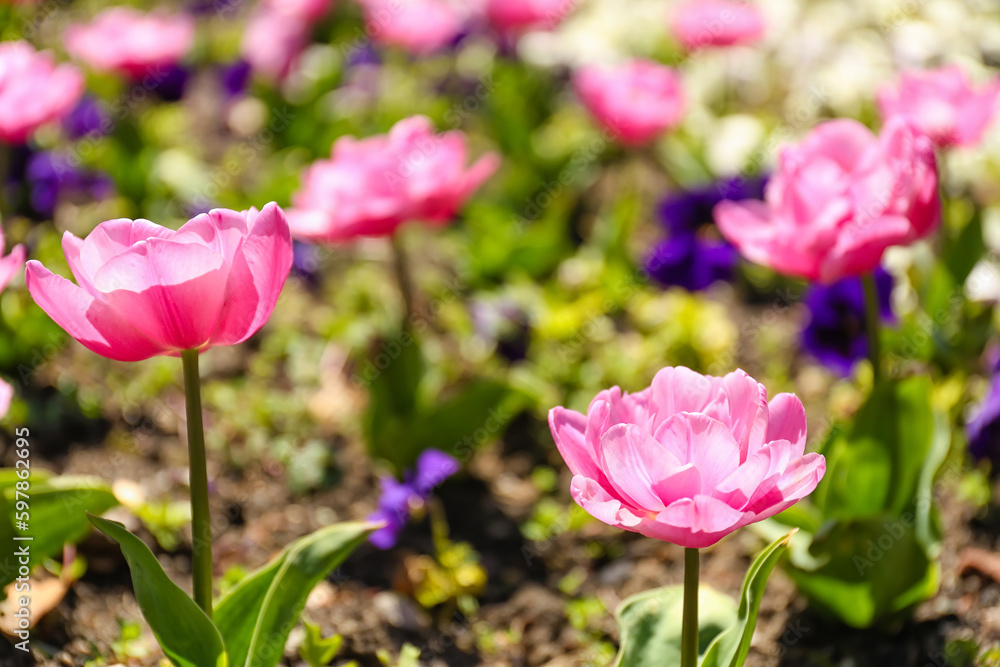 Beautiful pink tulips on spring day, closeup Beautiful pink tulips on spring day, closeup