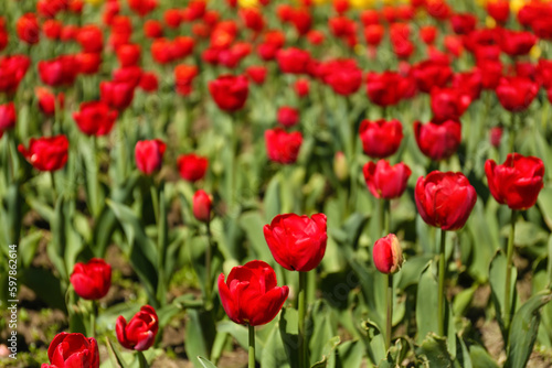 Beautiful red tulips on spring day, closeup