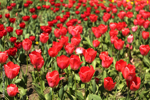 Beautiful red tulips on spring day  closeup