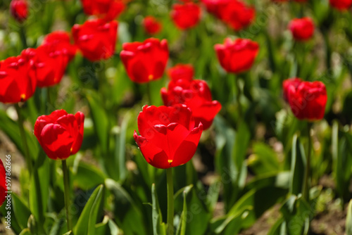 Beautiful red tulips on spring day  closeup