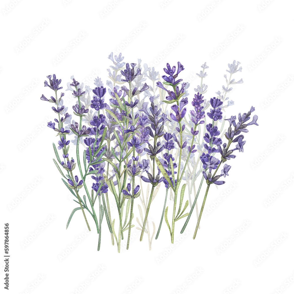 Obraz premium Lavender in a field isolated on a white background Watercolor illustration of Provencal flowers. French style. Botanical image of flowers. Suitable for postcards, business cards, design, print