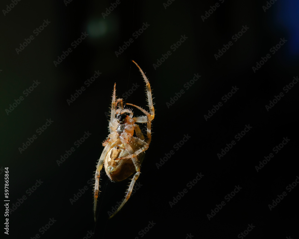 Naklejka premium European garden spider (Araneus diadematus)