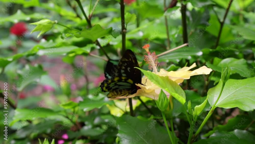 Red-Spotted Purple sucking nectar from flowers, New England, USA Red-Spotted Purple sucking nectar from flowers, New England, USA