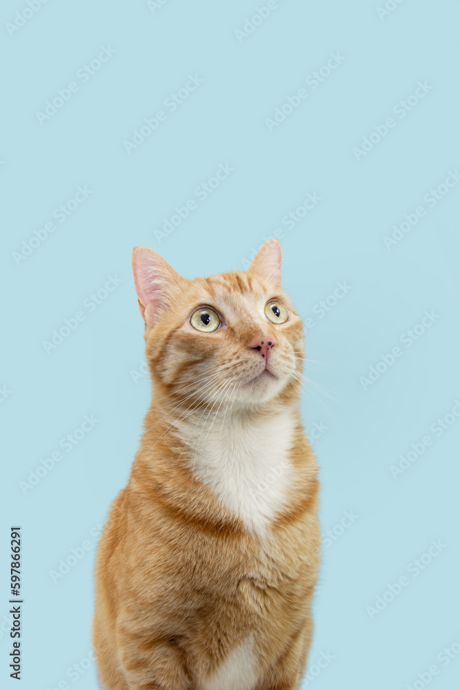 Profile cute ginger orange cat looking up. Isolated on blue pastel background