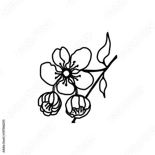 apple tree flower, sketch vector illustration isolated on white background. Collection of different flowers