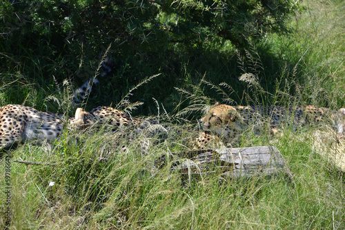 Africa- Close Up of Wild Cheetahs Relaxing in Tall Grass Under a Tree