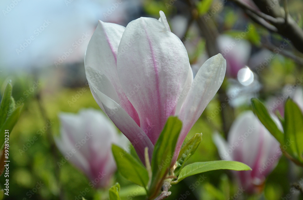 Pink and white blooming flower of magnolia soulangeana 'Alexandrina' .Closeup photo .Gardening concept. Free copy space