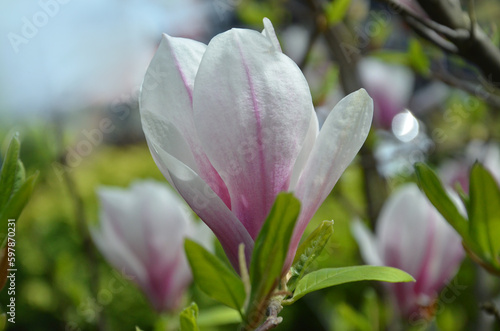 Pink and white blooming flower of magnolia soulangeana  Alexandrina  .Closeup photo .Gardening concept. Free copy space