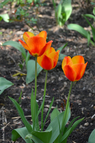 Red and yellow striped variegated tulips 'Prinses Irene' bloom on the spring flower bed in the garden. Gardening concept. 