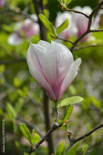 Magnolia x soulangeana  Alexandrina  blooms on the tree in spring .Close up photo. Gardening  growing magnolia concept. Free copy space.