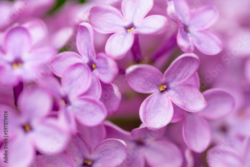 Lilac Flowers Close up