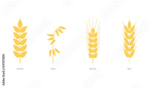 Cereals plants set. Wheat, oats, barley, rye. Vector illustration of icons, graphic resource for celiac disease. Gluten free for healthy eating