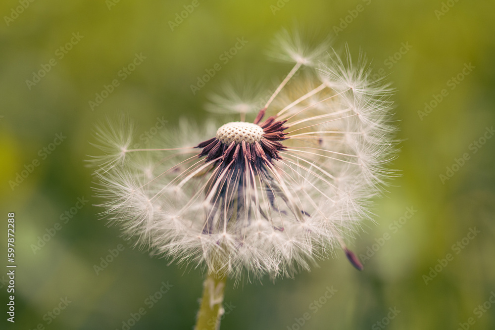 Dandelion Flower With Seeds Close up