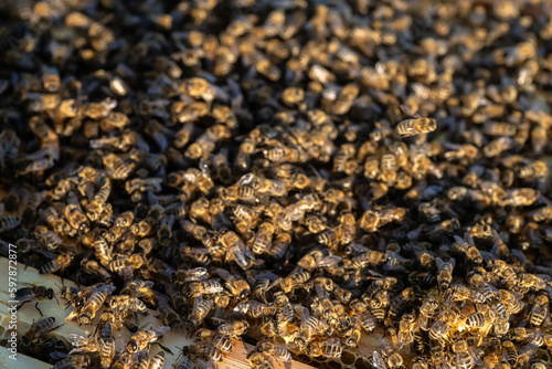 lose-up shot of a honeycomb frame filled with delicious golden honey. Honey freshly harvested bee colony on sunny day.