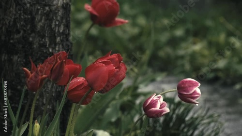 Spring tulips in the rain. Blooming red tulips under the rain. A rainy day in the tulip garden. Springtime rain. Tulip blossoms