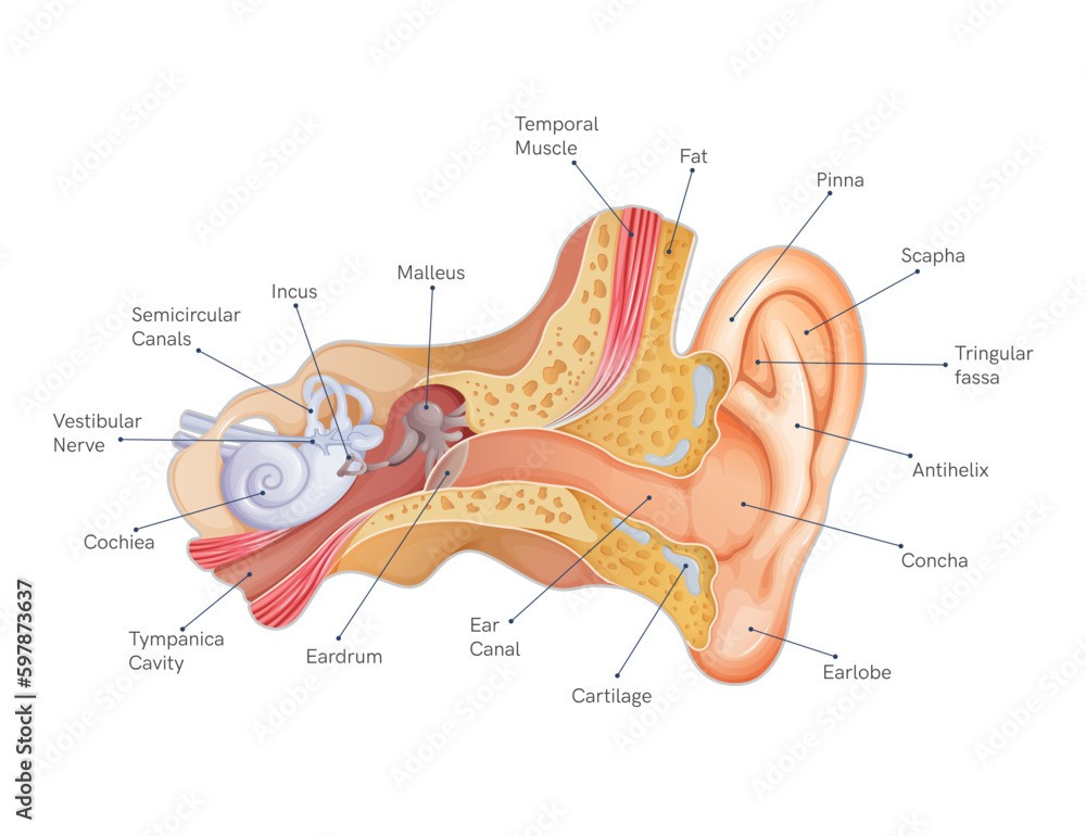 Anatomy of the Human Ear - Stock Illustration Stock Vector | Adobe Stock