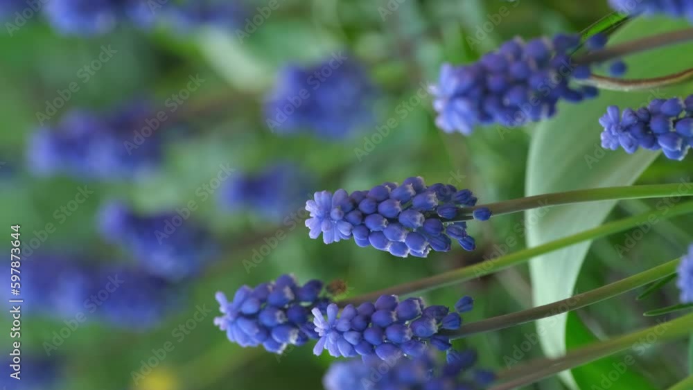 Beautiful Muscari botryoides Flower Blooming in an Outdoor Garden. Purple violet Muscari botryoides Flowers in a Garden Setting with Natural Light Vertical video Beautiful Muscari botryoides Flower Blooming in an Outdoor Garden. Purple violet Muscari botryoides Flowers in a Garden Setting with Natural Light Vertical video