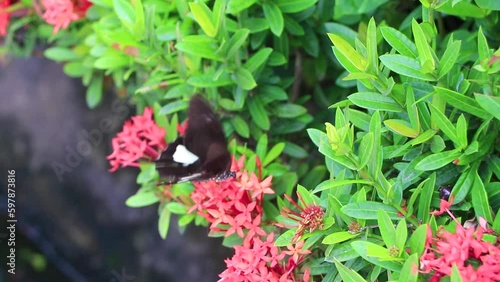 Orange black yellow butterfly butterflies insect on green plant Thailand. photo