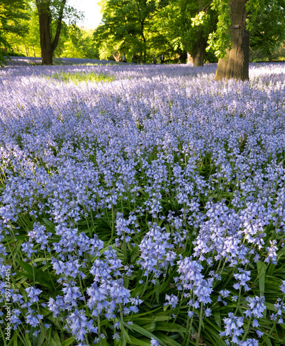 Spanish Bluebell Flowers - Hyacinthoides hispanica 'Excelsior'