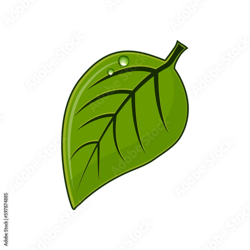 Obraz na płótnie Cartoon Green Leaf Fresh Organic Plant. Vector Hand Drawn Illustration Isolated On Transparent Background w salonie