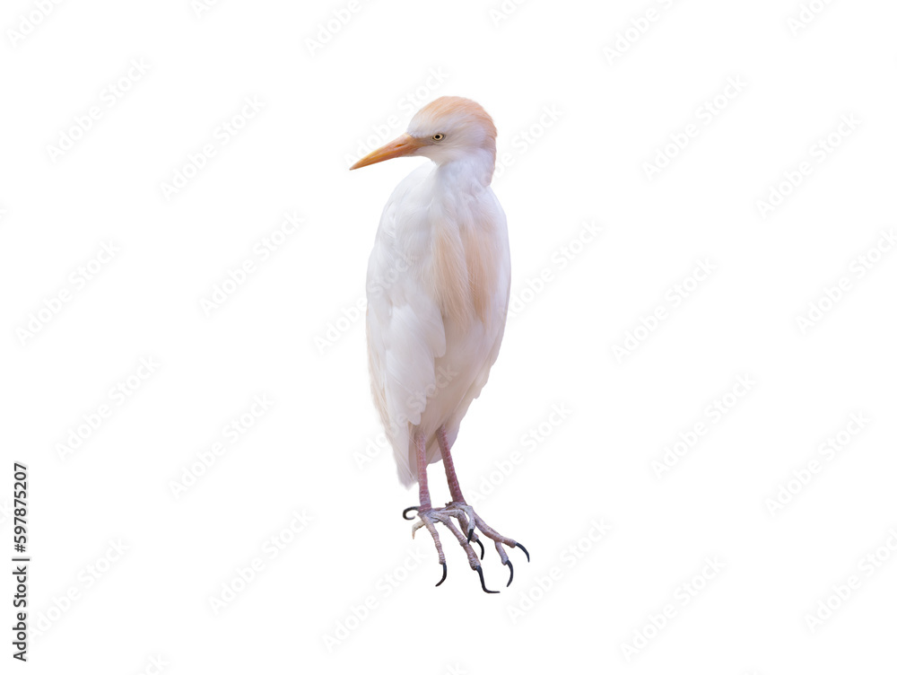 bubulcus ibis isolated on white background bubulcus ibis isolated on white background