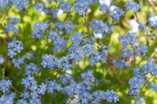 The beauty of blue forget-me-not flowers in full bloom during springtime.  © MyVision 