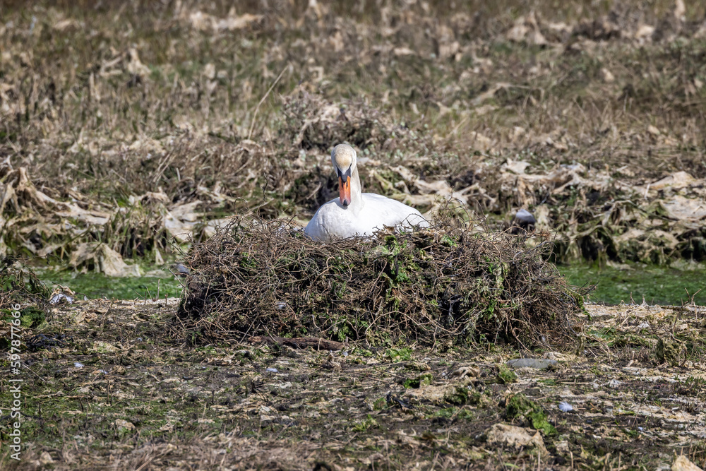 Obraz premium Close up of Mute Swam sat on raised nest of twigs on mudflats in Poole harbour, Dorset, UK