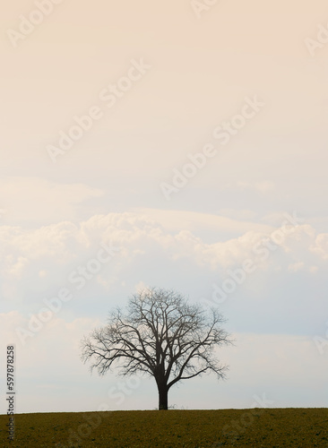 Single tree without leaves, dry yellow farm field, dusty and dirty air and skies, caused by global warming. Copy space.