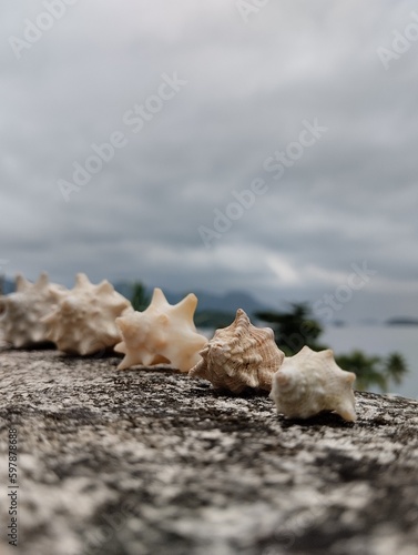 shell on the beach