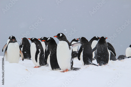 Gentoo penguin colony