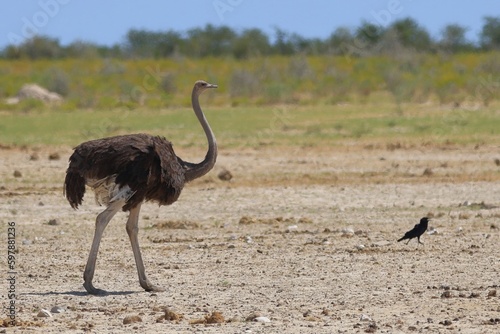 Ostrich in the wid of Etosha National Park, Namibia