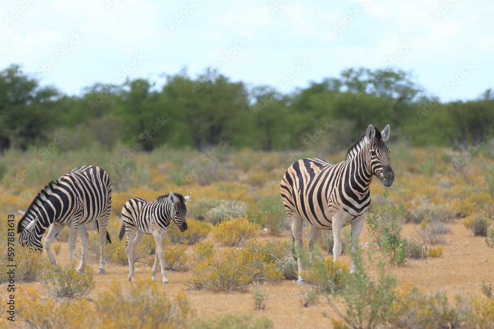 Obraz premium Zebra and its fowl in Etosha National Park, Namibia