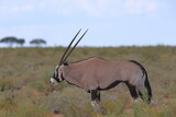 portrait of an oryx antelope in Etosha National Park, Namibia