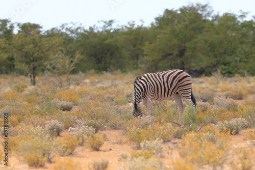 Zebra in the wild of Namibia