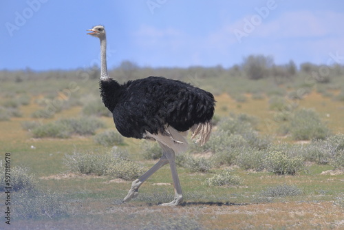 Ostrich in the wild of Etosha National Park, Namibia