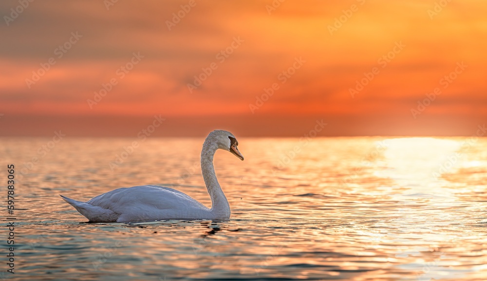Fototapeta premium Ein majestätischer weißer Schwan (Cygnus olor) schwimmt in der spiegelglatten Ostsee vor einem atemberaubenden orangefarbenen Sonnenuntergang. Traumhafte Atmosphäre