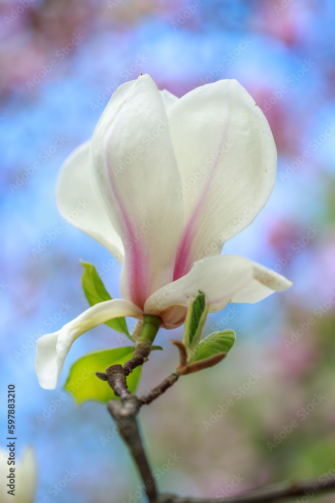 Pink bright magnolia flowers in early spring. Selective focus. Beautiful natural background. Lovely flowers in the park. Festive background, wallpaper. Happy holiday. St. Day Valentine Pink bright magnolia flowers in early spring. Selective focus. Beautiful natural background. Lovely flowers in the park. Festive background, wallpaper. Happy holiday. St. Day Valentine