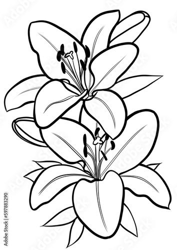 lily flower line drawing on transparent background