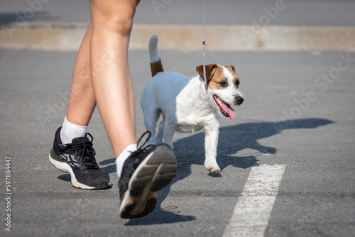 Jack Russell Terrier walking on a leash for an outdoor dog show next to his handler photo