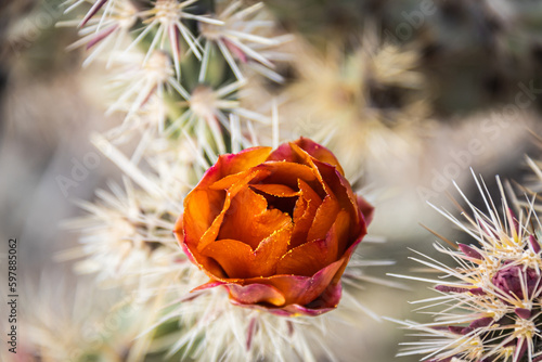 Close-up of the orange blooms of a staghorn cholla (cylindropuntia versicolor) cactus photo