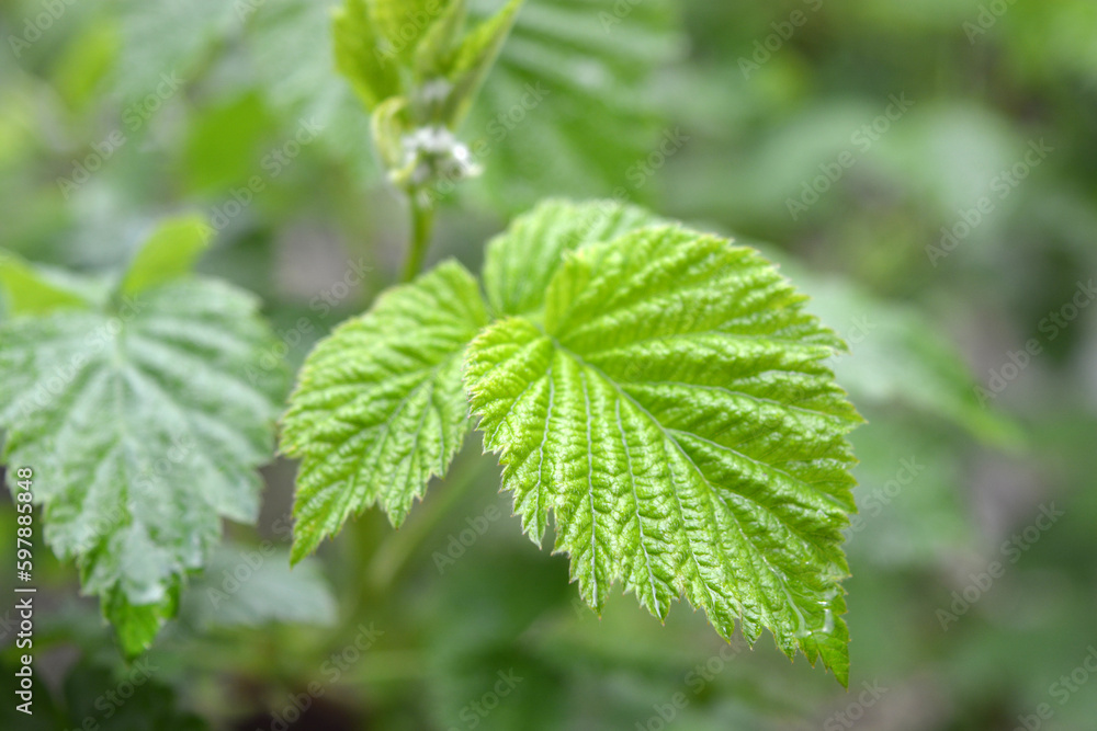 Beautiful and exquisite green leaves of a young spring raspberry with branches, raspberry photography. Beautiful and exquisite green leaves of a young spring raspberry with branches, raspberry photography.