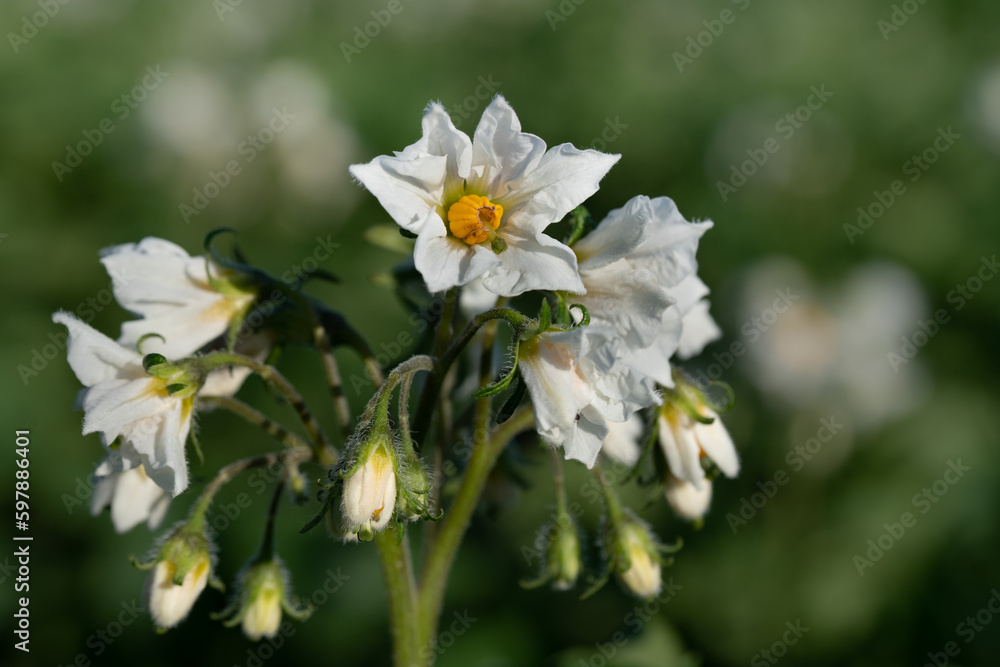 Close up of white flowers of potato plant blooming against green background in summer. Close up of white flowers of potato plant blooming against green background in summer.