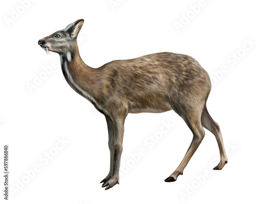 Siberian musk deer, Moschus moschiferus